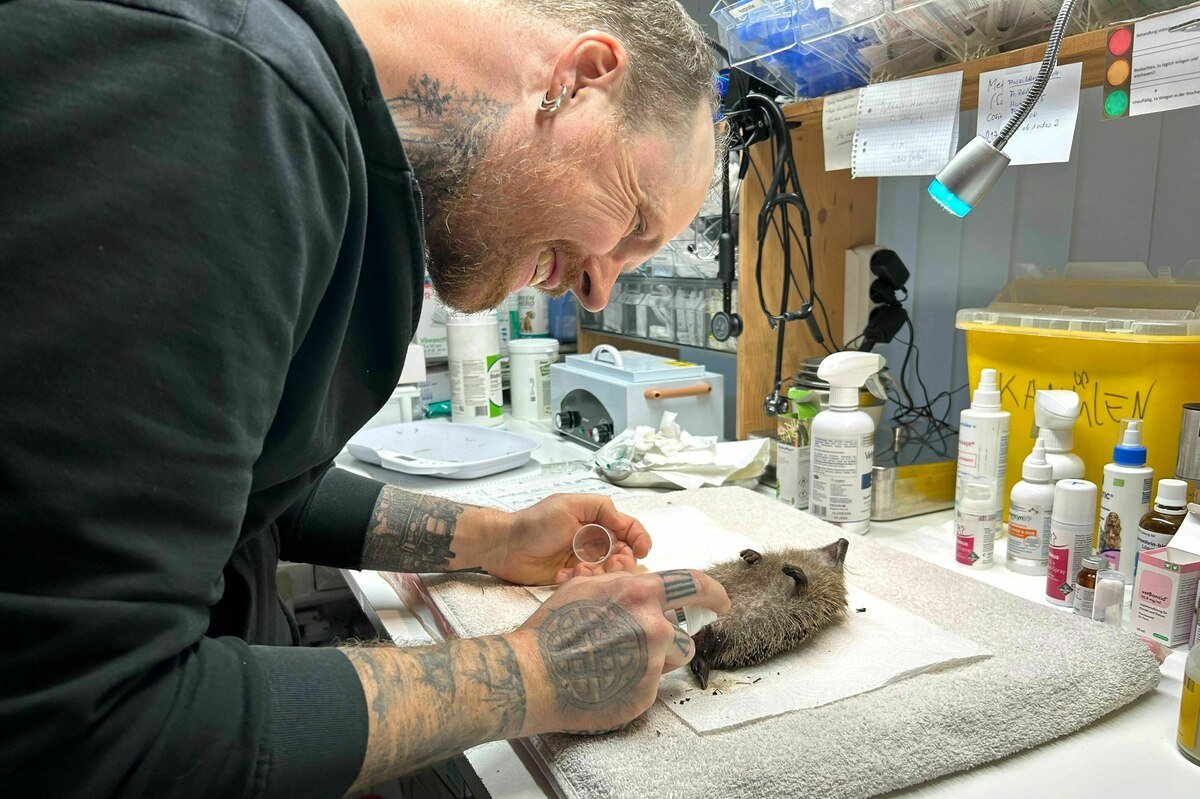 „Anul Nou cu Franz: unde să ne întâlnim cu sălbăticia?”