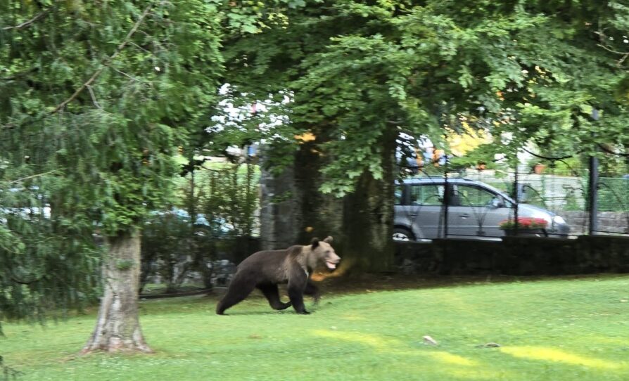 urs-ursi-sinaia-e1721308012872.jpg - NewsFactor