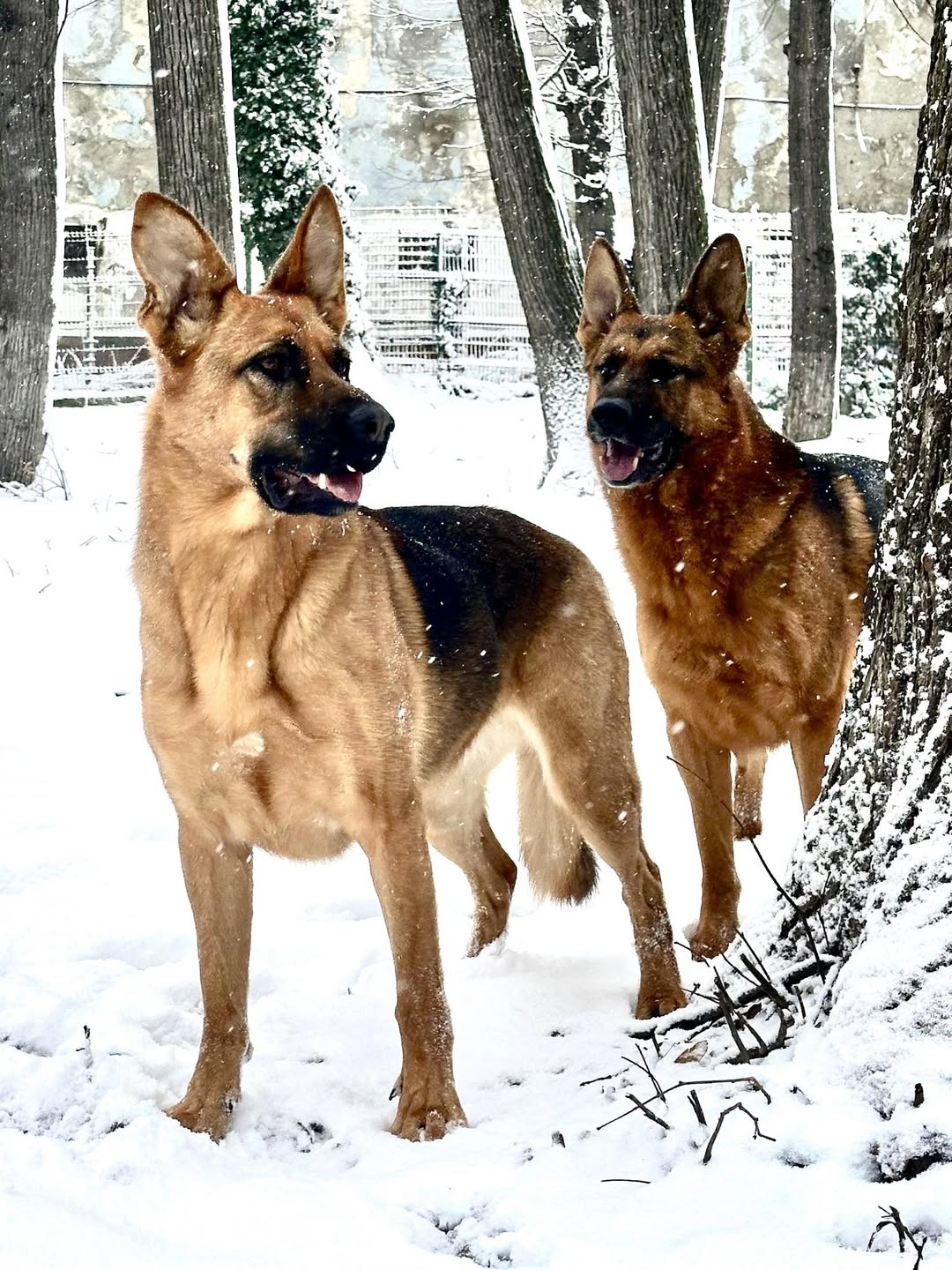 Utilizatorul întreabă cum se bucură oamenii de zăpadă