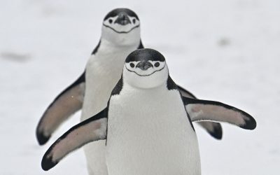 AFP__20240125__34GP3LB__v4__HighRes__AntarcticaColombiaEnvironmentAstronomy.jpg - NewsFactor