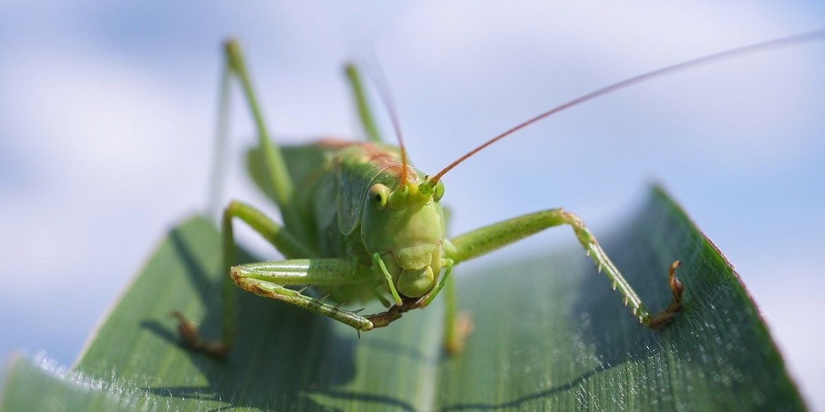 Lacusta.jpg - NewsFactor