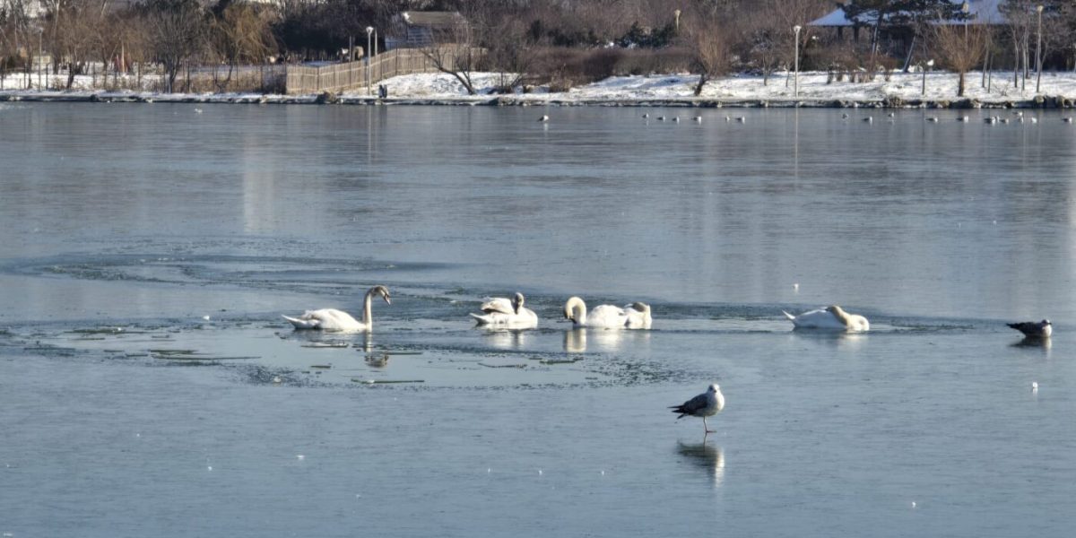 Lebede-inghetate-gheata.jpeg - NewsFactor