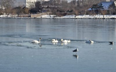 Lebede-inghetate-gheata.jpeg - NewsFactor