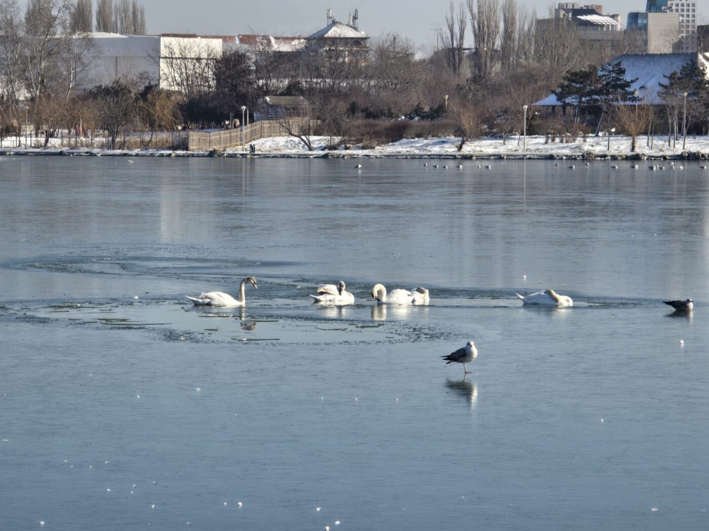 Lebede prinse în gheață pe lacul vasluian