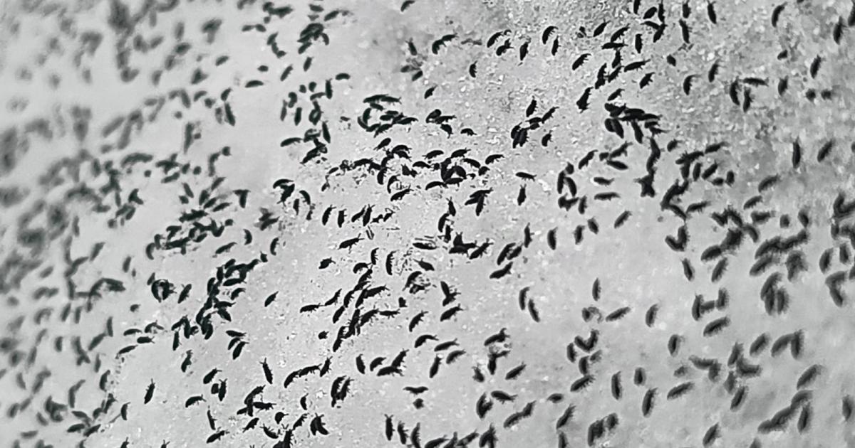 Puricii de zăpadă atacă Clujul: supraviețuiesc la -8 grade!