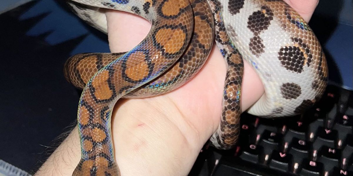 Sarpe-1.jpg - NewsFactor