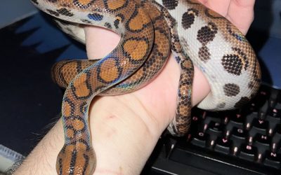 Sarpe-1.jpg - NewsFactor