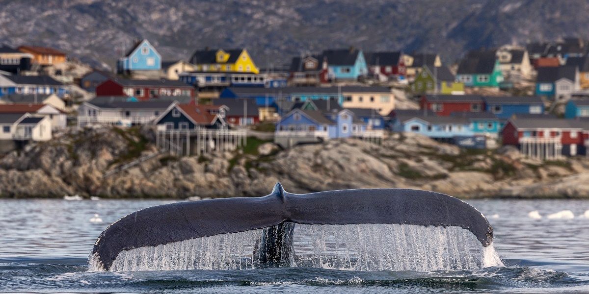 balena-Groenlanda.jpeg - NewsFactor
