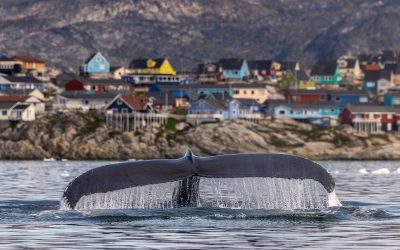 balena-Groenlanda.jpeg - NewsFactor