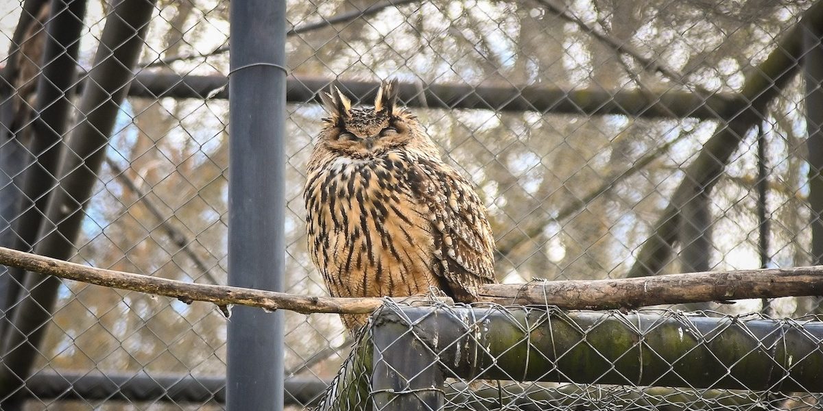 bufnita.jpeg - NewsFactor