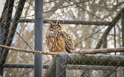 bufnita.jpeg - NewsFactor