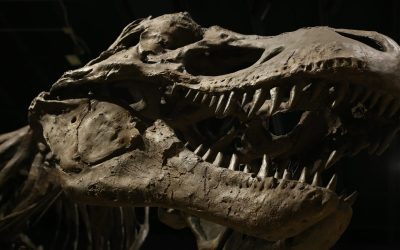 dinosaur-4684929_1280-e1718526721406.jpg - NewsFactor