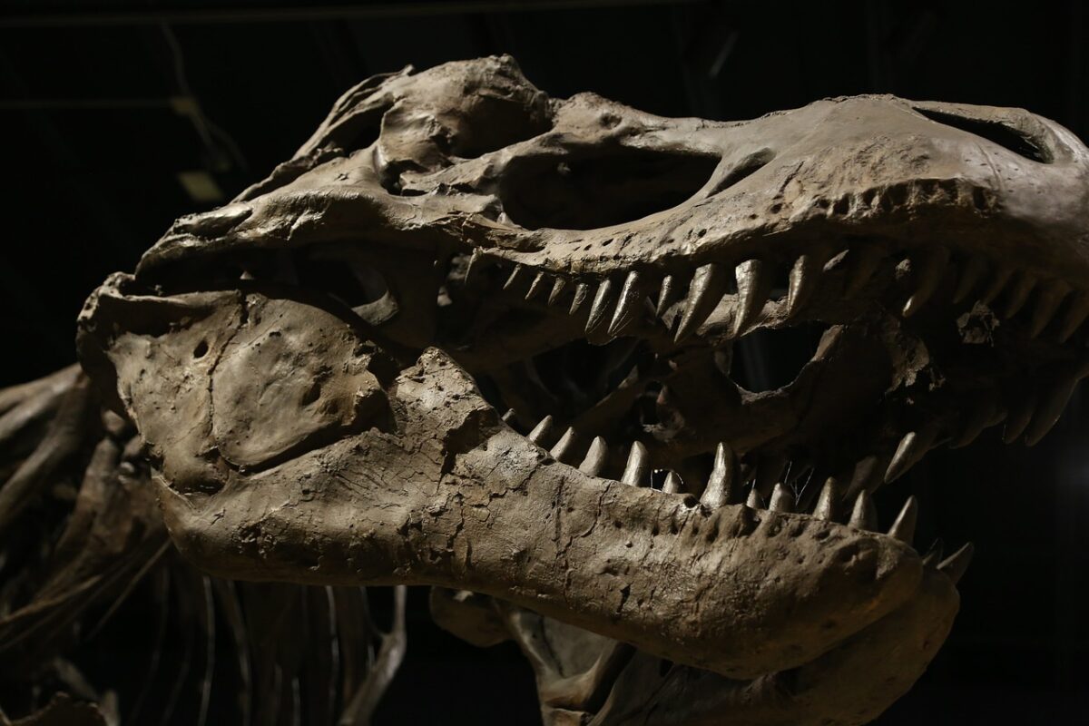 Descoperit cuib de dinozaur cu ouă de 150 milioane de ani