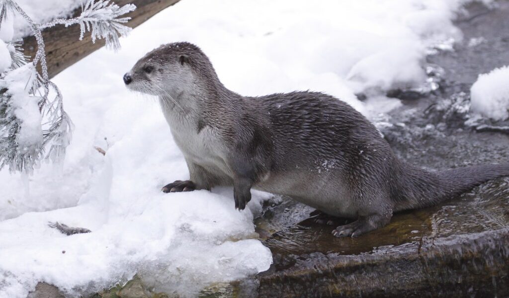 dreamstime_m_17303431-1024x683.jpg - NewsFactor