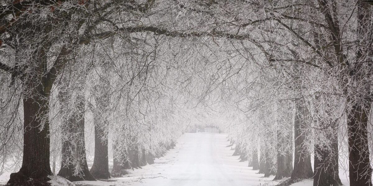 iarna-1-e1769604372685.jpg - NewsFactor