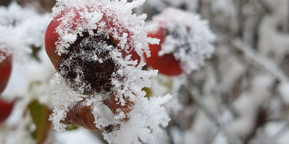 iarna-2.jpeg - NewsFactor