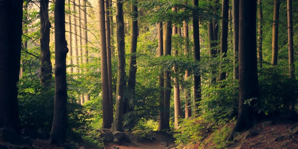 padure-copaci-fond-forestier-e1769507032420.jpg - NewsFactor