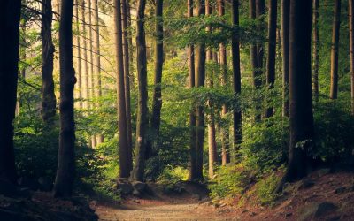 padure-copaci-fond-forestier-e1769507032420.jpg - NewsFactor