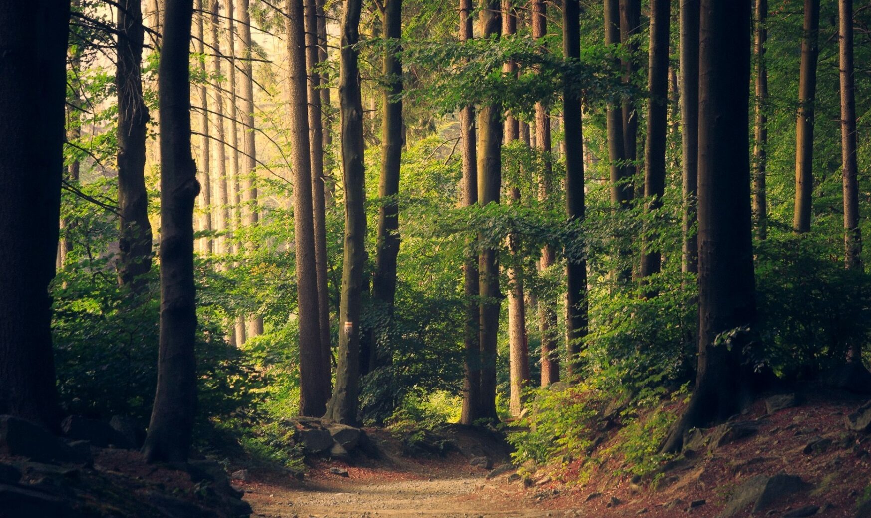România acordă un sprijin financiar de 1,7 milioane de euro pentru realizarea primului inventar forestier național al Republicii Moldova, un proiect care va oferi o imagine completă și modernă a stării pădurilor din țară