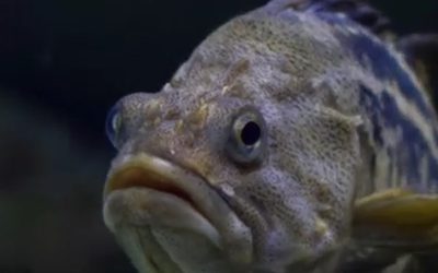 peste.jpg - NewsFactor