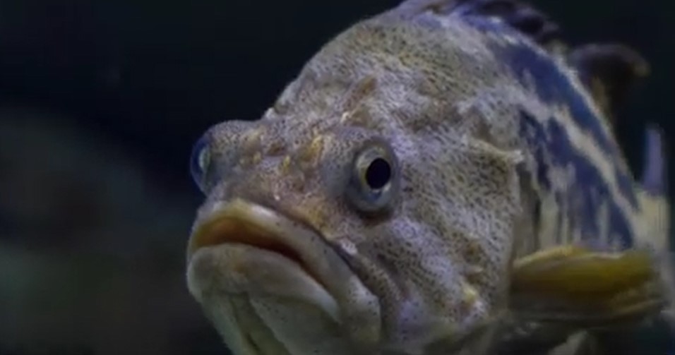 peste.jpg - NewsFactor