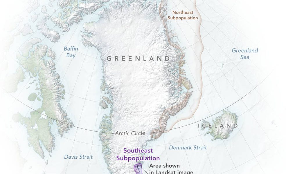 polarbears_greenland_map_2022_lrg.jpg - NewsFactor