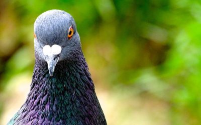 porumbel-natura-pasare-e1650119107355.jpg - NewsFactor