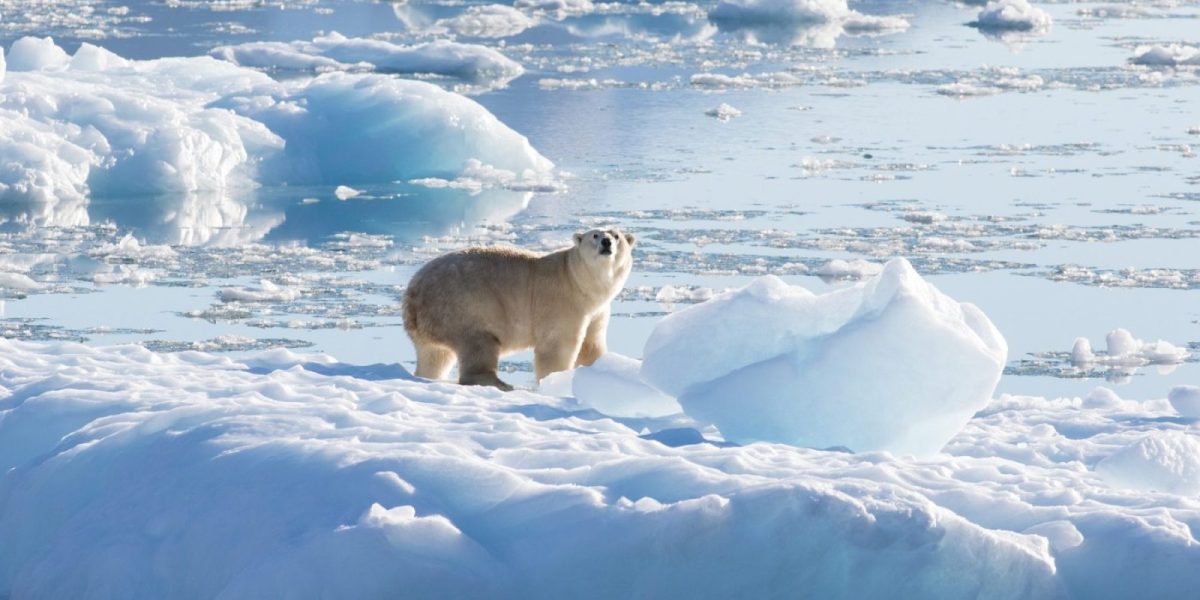 thomas_w_johansen_nasa_polar_bear_glacier_ice_0-e1655461035640.jpg - NewsFactor