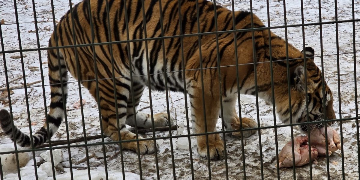 tigru-zoo-bucov.jpeg - NewsFactor