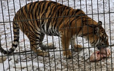 tigru-zoo-bucov.jpeg - NewsFactor