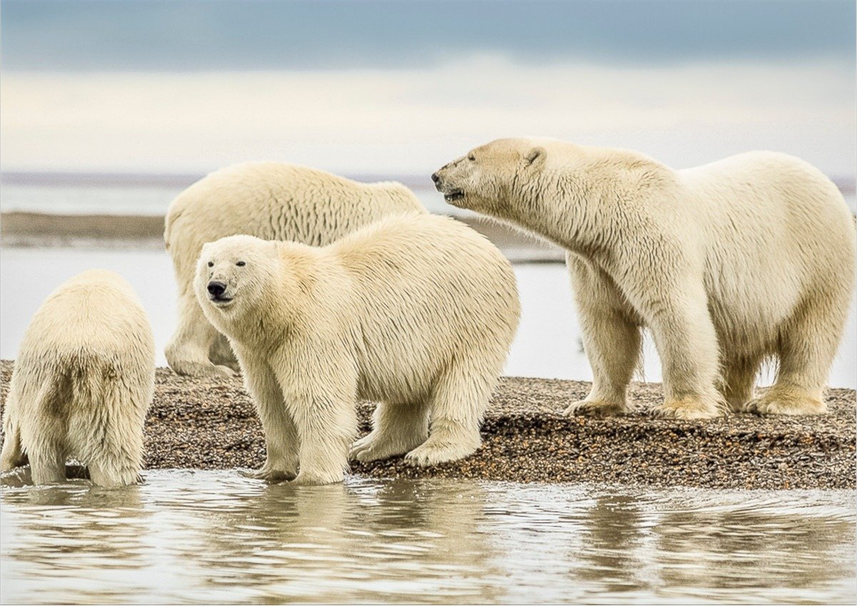 Urșii polari din Svalbard rezistă mai bine la schimbările climatice decât se aștepta.