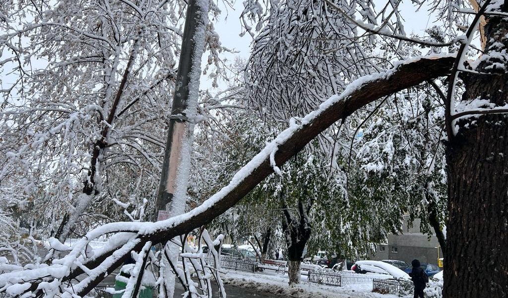 zapada-iarna-nameti-drumuri-inchise-viscol-cod-rosu-vreme-rea-noroi-deszapezire-copaci-cazuti2.jpeg - NewsFactor