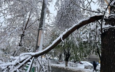 zapada-iarna-nameti-drumuri-inchise-viscol-cod-rosu-vreme-rea-noroi-deszapezire-copaci-cazuti2.jpeg - NewsFactor