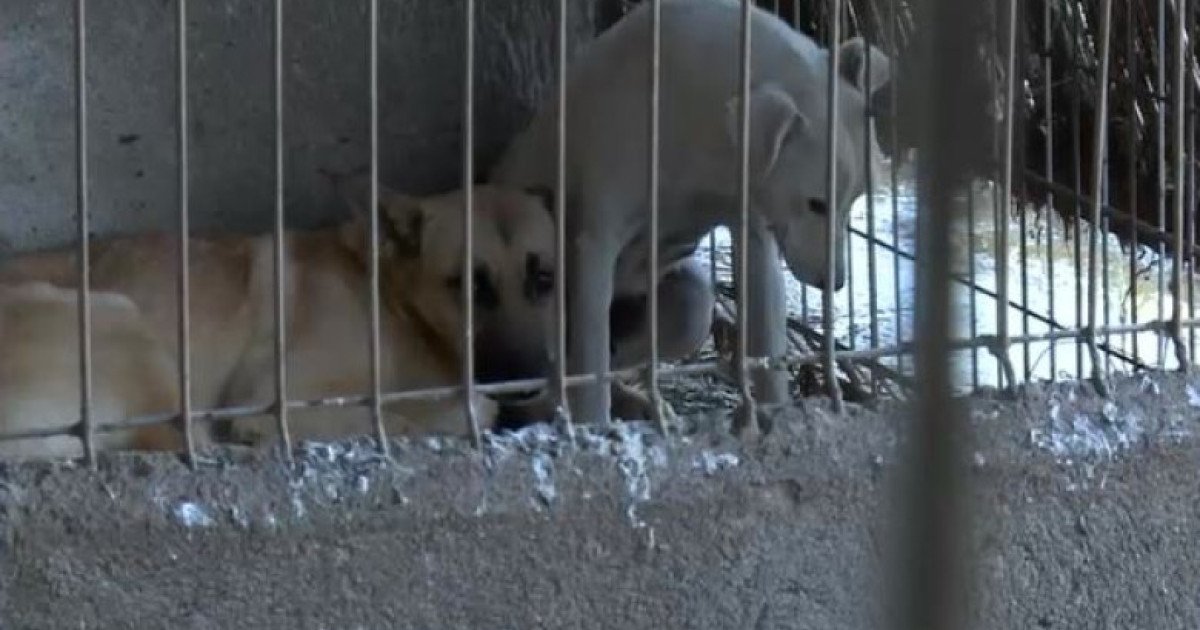 „Câinii schingiuiți din adăpostul de la Suraia, o adevărată tragedie”