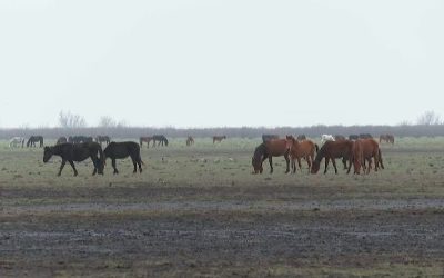 cai-letea-1.png - NewsFactor