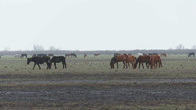 cai-letea-1.png - NewsFactor