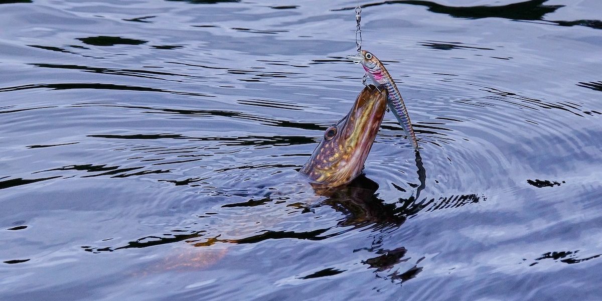 stiuca-.jpeg - NewsFactor