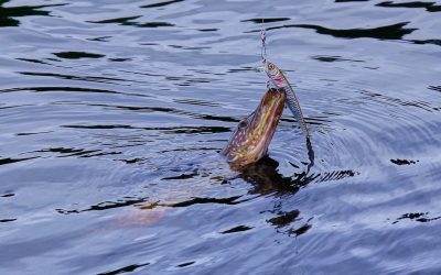 stiuca-.jpeg - NewsFactor