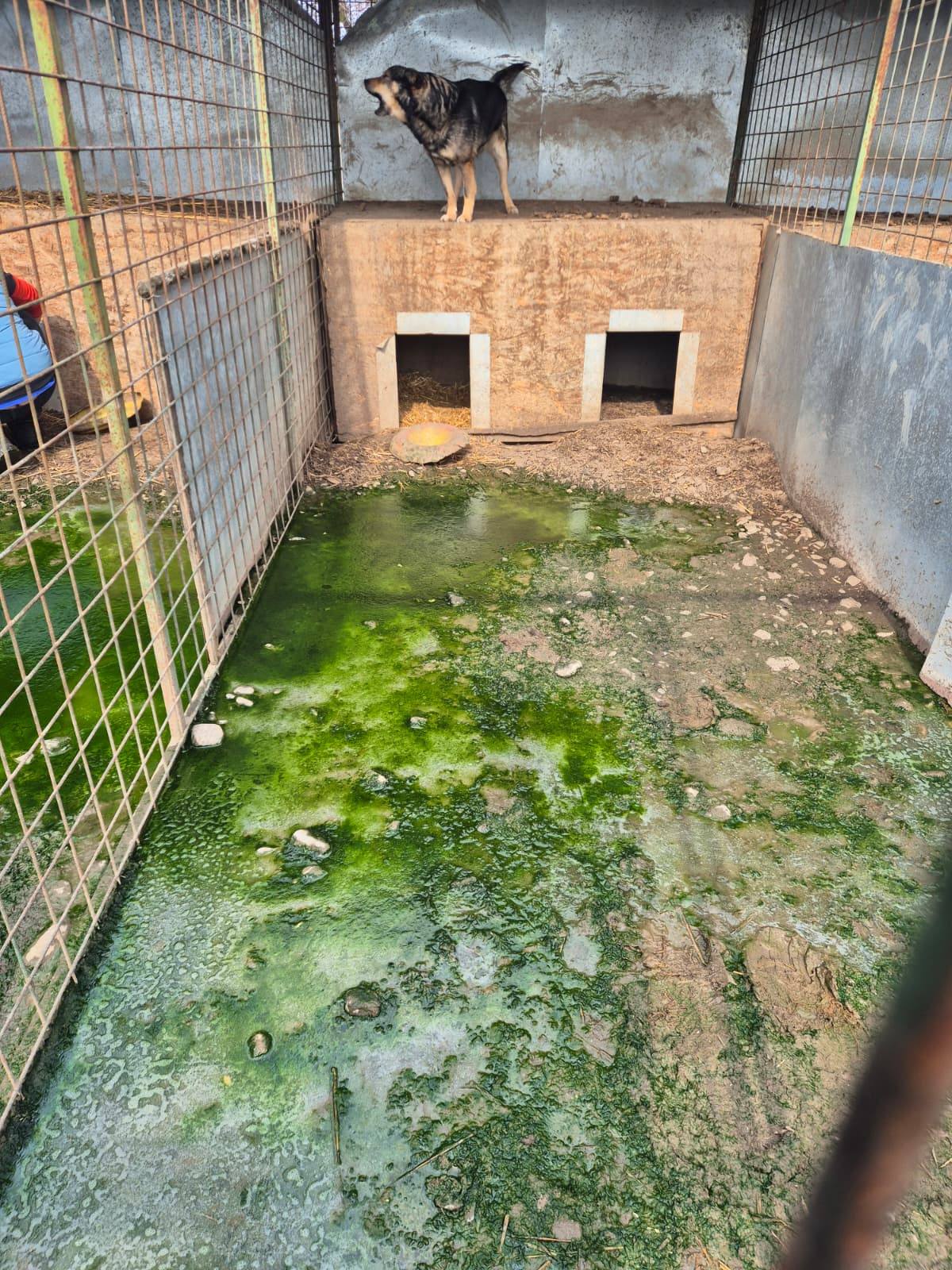 Giurgiu: Operațiune de salvare a peste 260 de animale dintr-un adăpost închis Autoritățile din Giurgiu au demarat o amplă operațiune de evacuare a peste 260 de animale din adăpostul Asociației „Aspa Ivets” din satul Uzunu