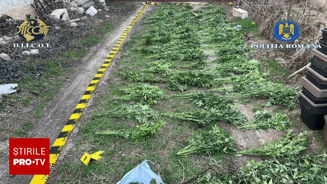 Canabis la scară largă în Arad: Trei arestați după descoperirea unei culturi ilegale