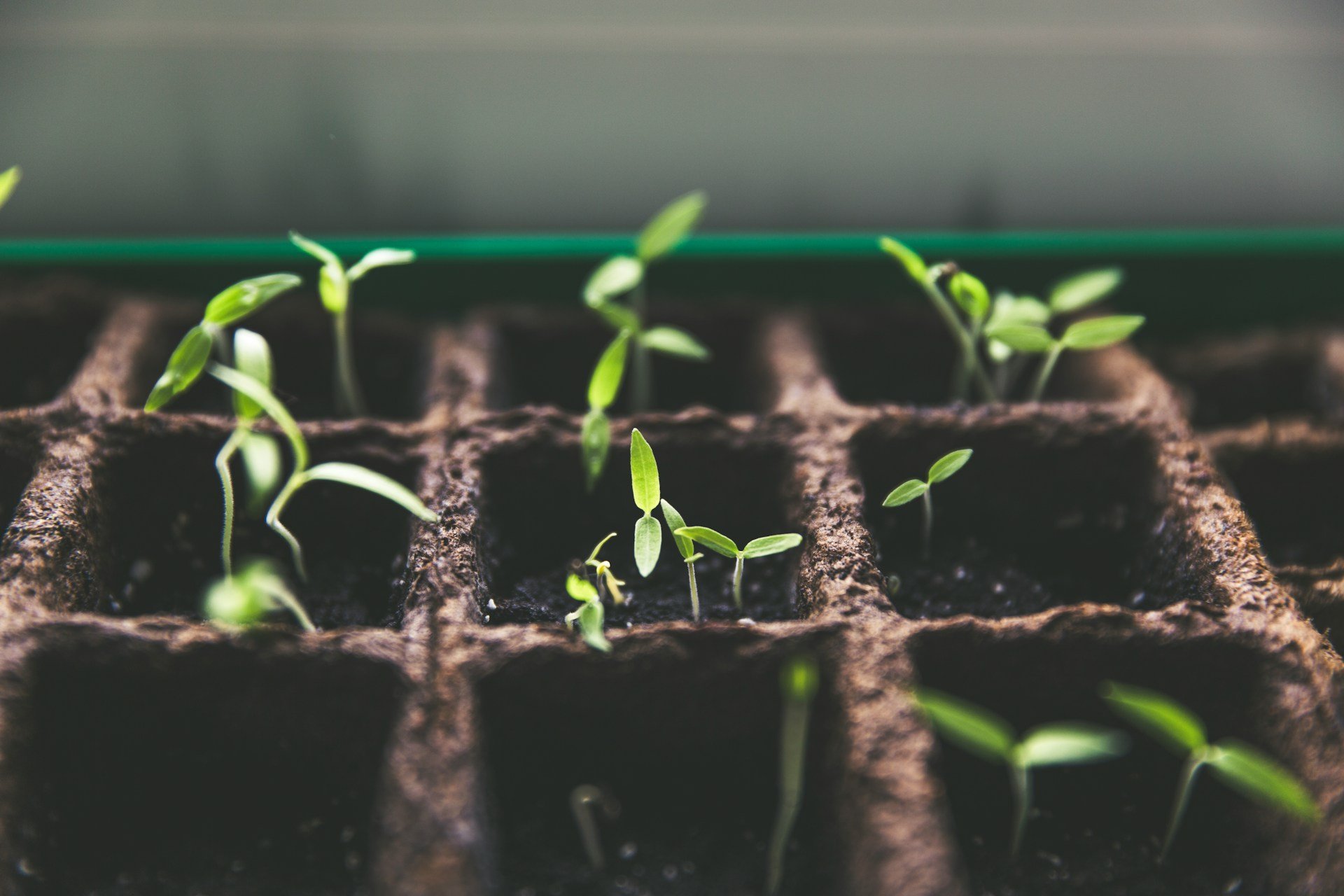 Grădinăritul minimalist: flori frumoase cu efort minim Mulți români își doresc o grădină înfloritoare, dar timpul limitat le împiedică adesea să se dedice îngrijirii plantelor pretențioase
