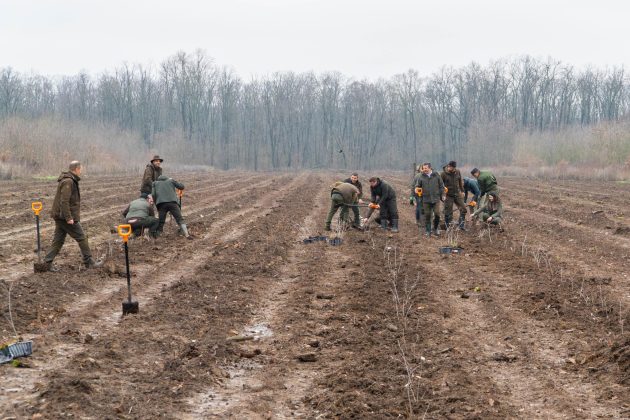 Romsilva va regenera 9.500 de hectare de pădure în 2025, prin împăduriri și regenerare naturală, potrivit unui comunicat de presă