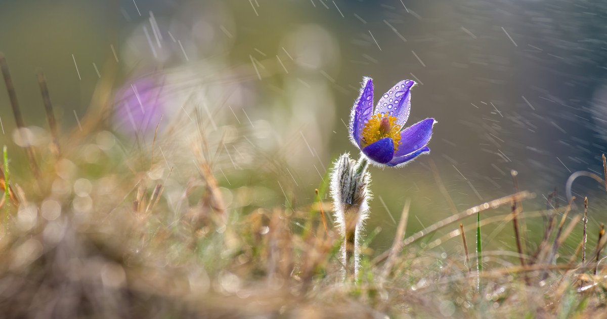 Vânt puternic în estul țării, vremea se încălzește temporar de marți, apoi temperaturile scad din nou O informare meteo semnalează intensificări ale vântului, valabilă duminică, 24 martie, până la ora 18:00, cu viteze de până la 45 km/h în estul țării, iar în zonele montane, rafalele pot atinge 80 km/h