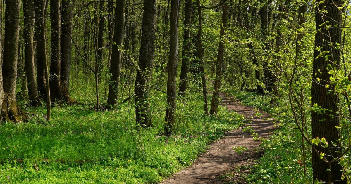 Păduri de peste 2.500 de hectare din Covasna, recuperate de stat după o luptă în instanță de șapte ani În urma unei decizii definitive a instanței, statul român a recâștigat proprietatea asupra a peste 2.500 de hectare de pădure situate în județul Covasna