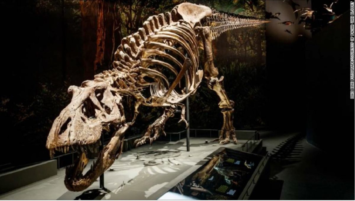 O rudă timpurie a T-Rex a fost descoperită în Statele Unite O analiză recentă a unui os de mari dimensiuni, descoperit în anii ’70 în nord-vestul statului New Mexico, sugerează că acesta aparține unei rude apropiate a faimosului Tyrannosaurus rex
