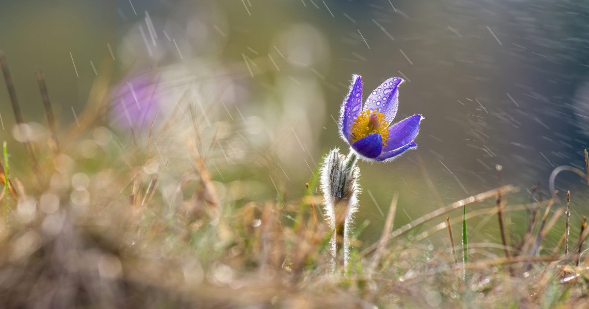 Vremea nebună în românia: Vine frigul polar după temperaturi de primăvară