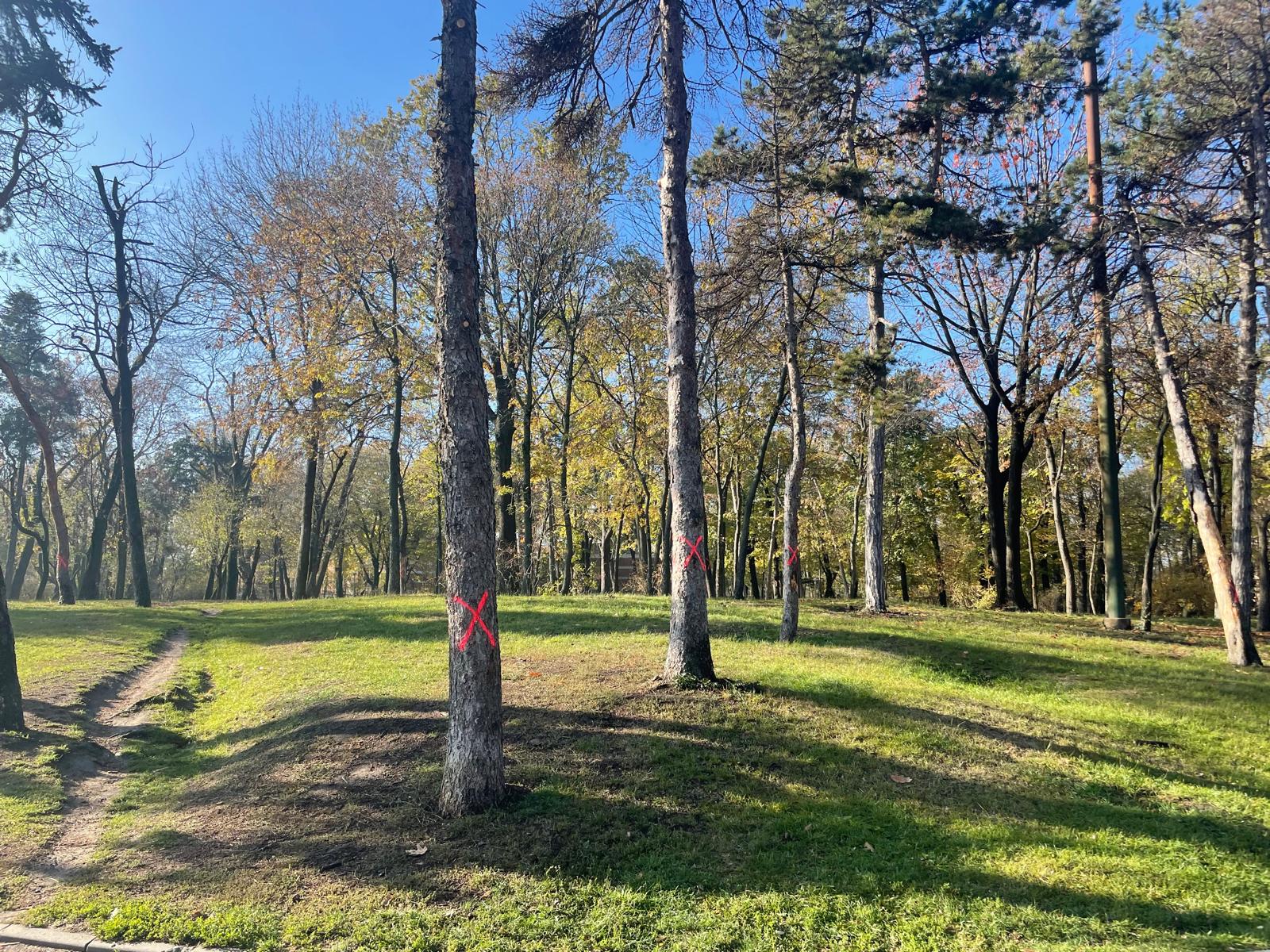 O firmă de construcții a fost amendată de Primăria Capitalei după ce a efectuat lucrări în Parcul Carol, fără autorizație și a afectat spațiul verde, implicit rădăcinile a șapte arbori