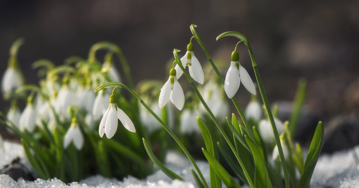 Vremea bună continuă, dar meteorologii nu exclud un nou episod de iarnă în martie Zilele însorite vor predomina în România, cu temperaturi mai ridicate decât în mod normal pentru această perioadă a anului