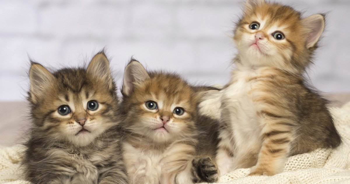 Pisicile, un aliat neașteptat în lupta împotriva cancerului uman? Un studiu internațional publicat în revista Science sugerează o legătură neașteptată între pisicile de companie și tratamentul cancerului la oameni