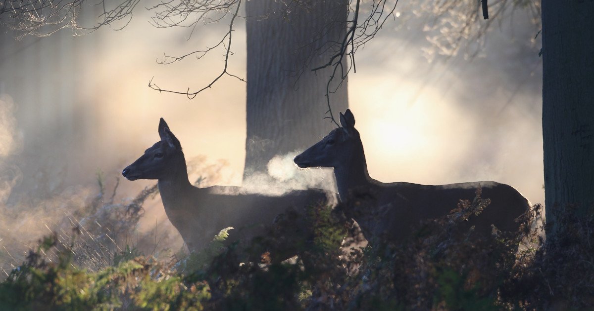 Cercetătorii americani au descoperit că marcajele lăsate de căprioare în pădure strălucesc în ultraviolete, un tip de radiație invizibil pentru oameni, dar pe care animalele îl pot percepe